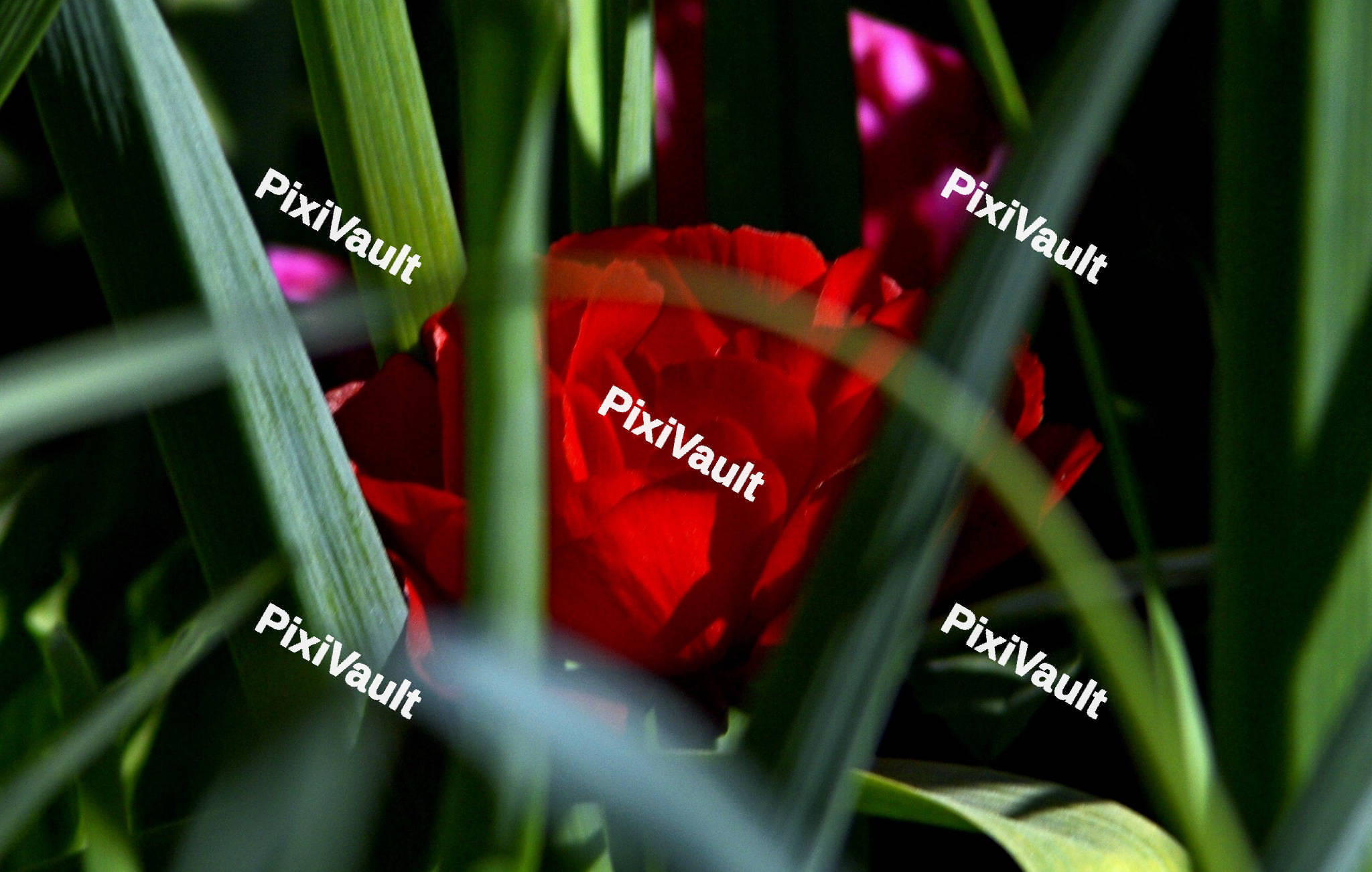 Red Rose